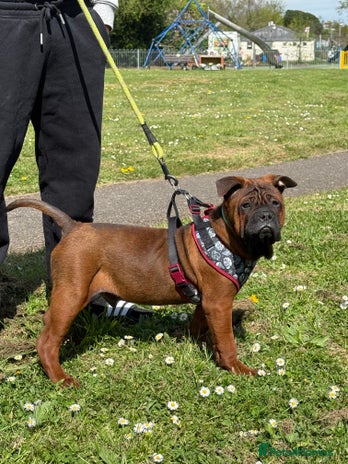 French Bulldog dogs in Isleworth - Advert 3