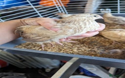 Quail poultry for sale: Mixed quail chicks looking for home  - Image 6