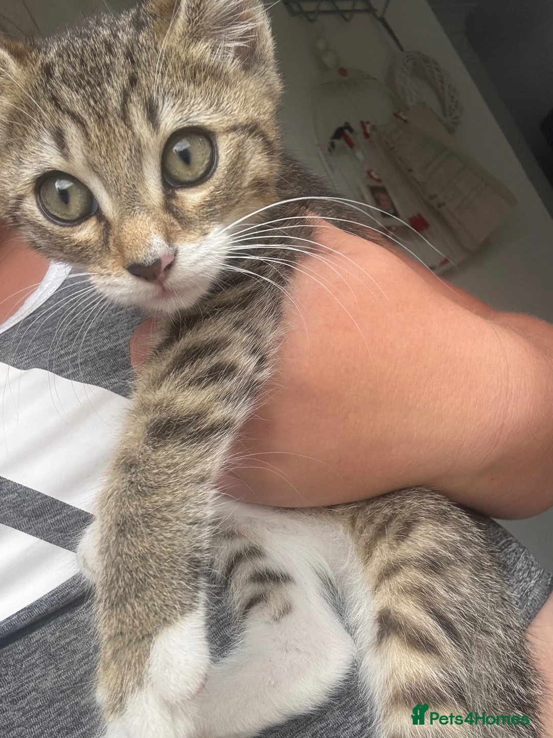 Mixed Breed cats for sale: Beautiful tabby kitten for sale  - Advert 4