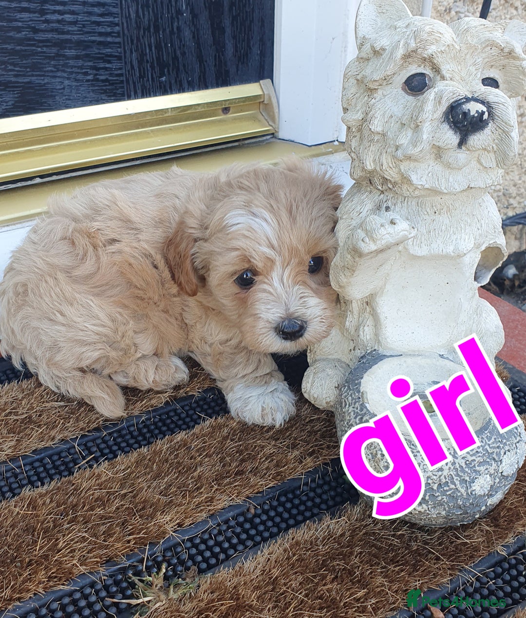Maltipoo dogs for sale: F1 toy multipoo puppies - Image 6
