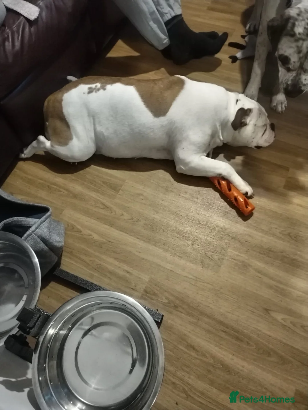 English Bulldog dogs for sale: 4 Year Old English Bulldog - Advert 1