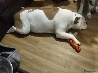 English Bulldog dogs 4 Year Old English Bulldog - Advert 1