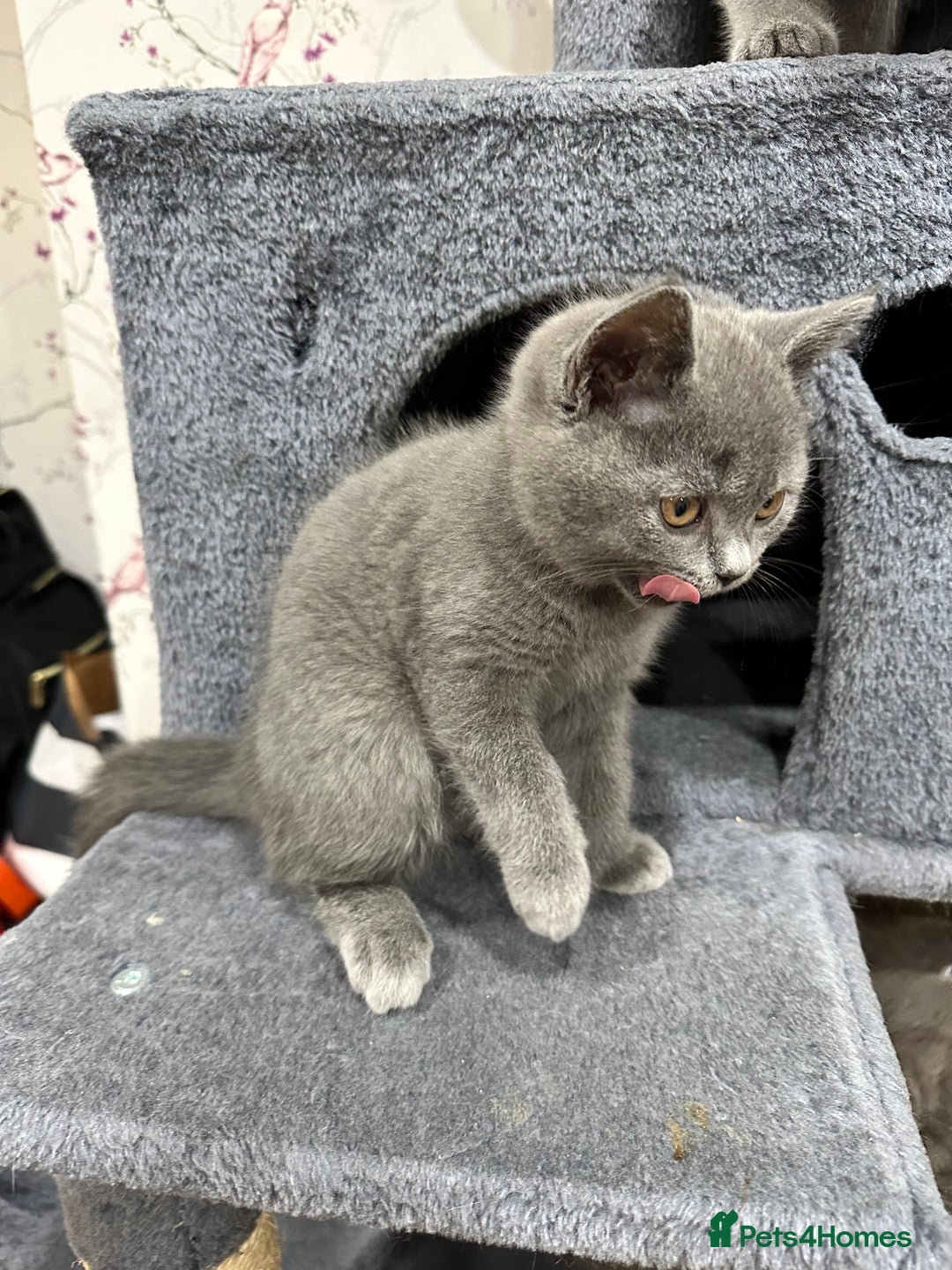 British Shorthair cats for sale: 💙 3 Gorgeous British Blue Kittens Available 💙 - Image 18