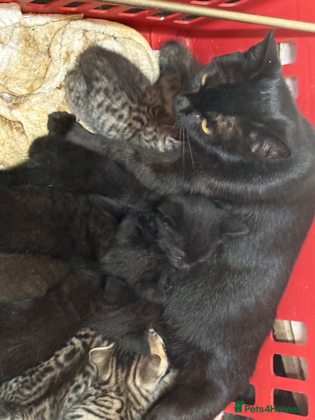 Mixed Breed cats for sale: Bombay x Bengal kittens  - Image 9