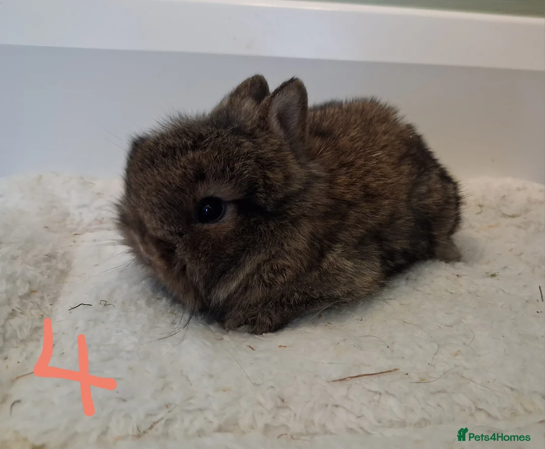 Mixed Breed rabbits for sale: Gorgeous baby bunnies, ready to reserve! - Advert 6