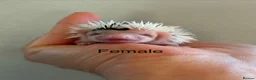 Pygmy Hedgehog rodents for sale: Gorgeous litter for Sale!  - Advert 11