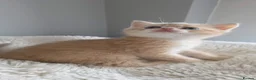 Scottish Fold cats for sale: Purebred kitten, best in UK - Advert 24