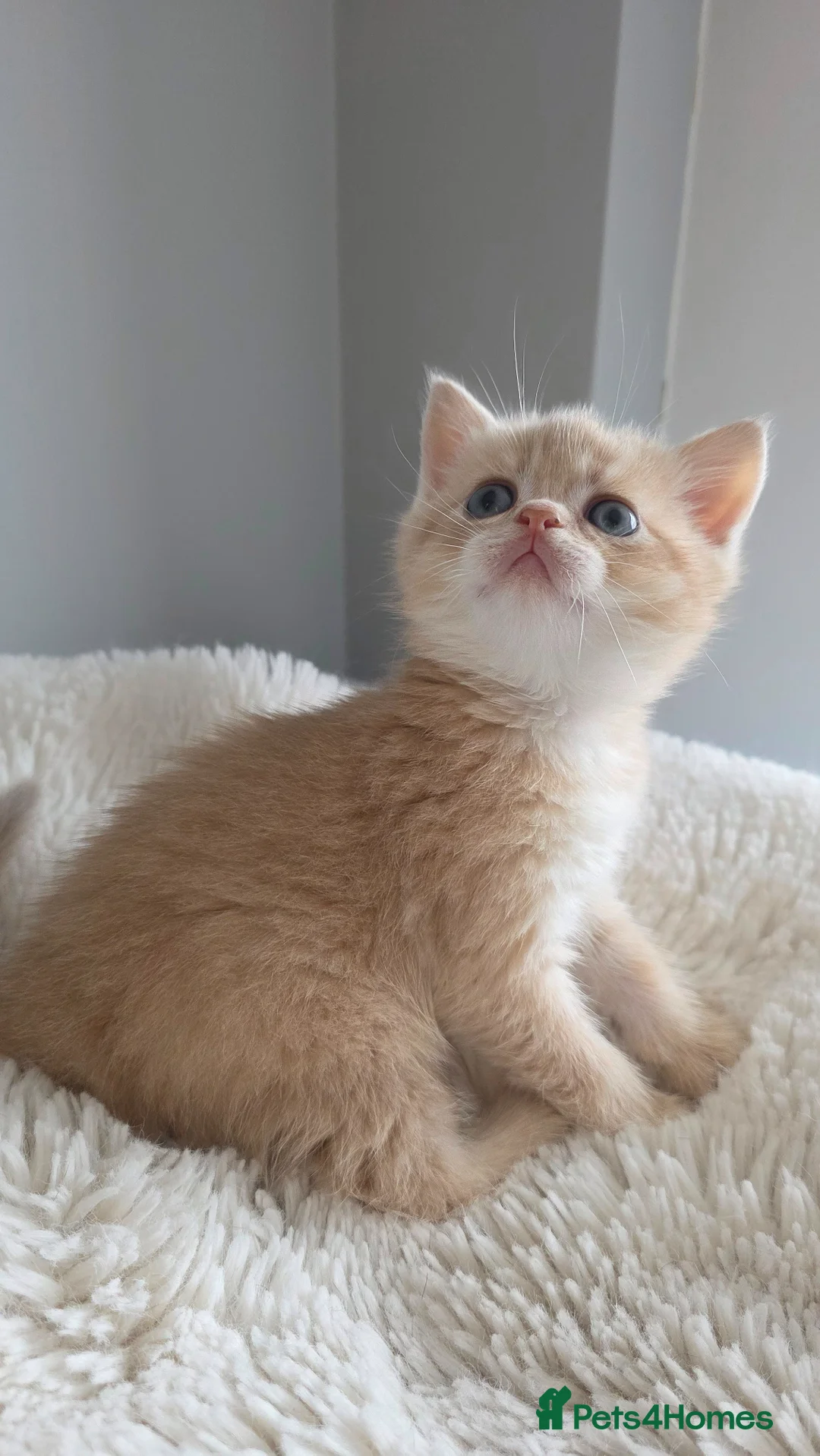 Scottish Fold cats for sale: Purebred kitten, best in UK - Advert 39