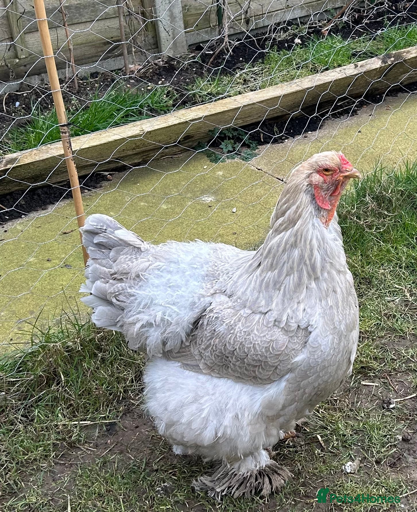 Chickens poultry Three Elderly Chickens in Search of New Home - Advert 17