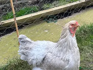 Chickens poultry Three Elderly Chickens in Search of New Home - Advert 17