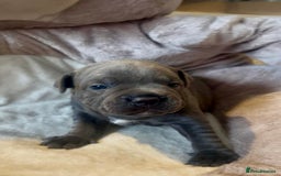 Staffordshire Bull Terrier dogs for sale: 🐾 Beautiful Staffordshire Bull Terrier Puppies 🐾 - Image 6