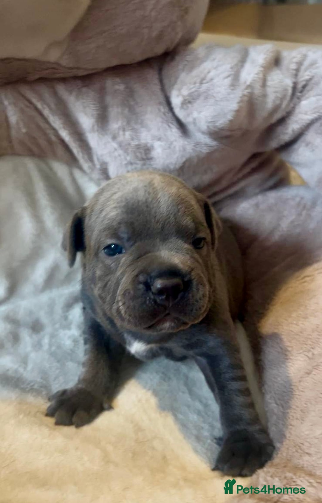 Staffordshire Bull Terrier dogs for sale: 🐾 Beautiful Staffordshire Bull Terrier Puppies 🐾 - Image 6