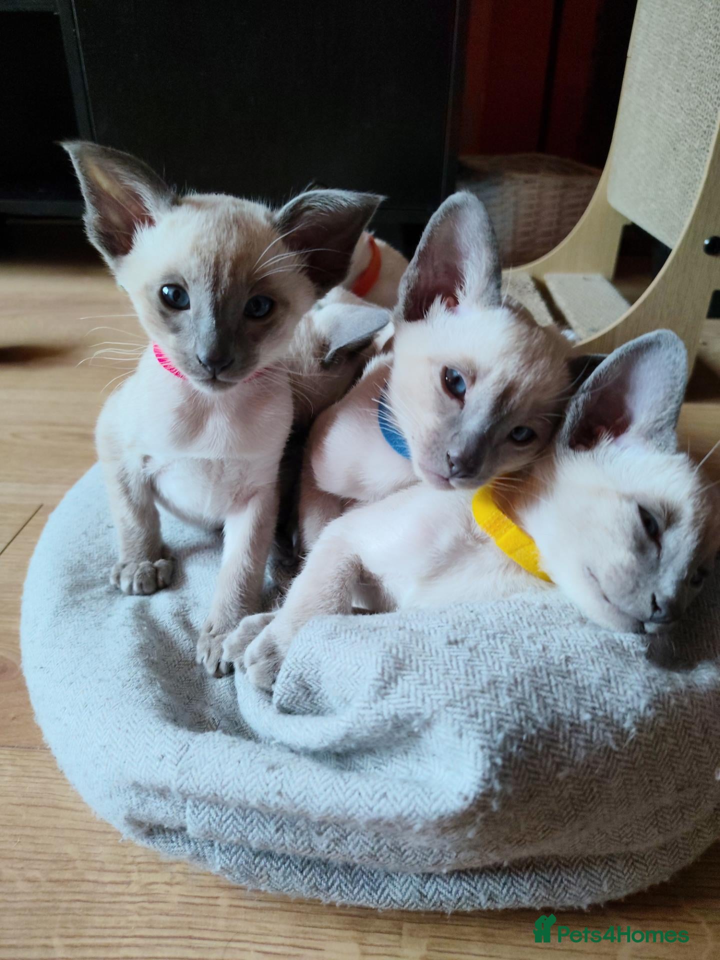 Siamese cats Gorgeous Siamese kittens!!! - Advert 1