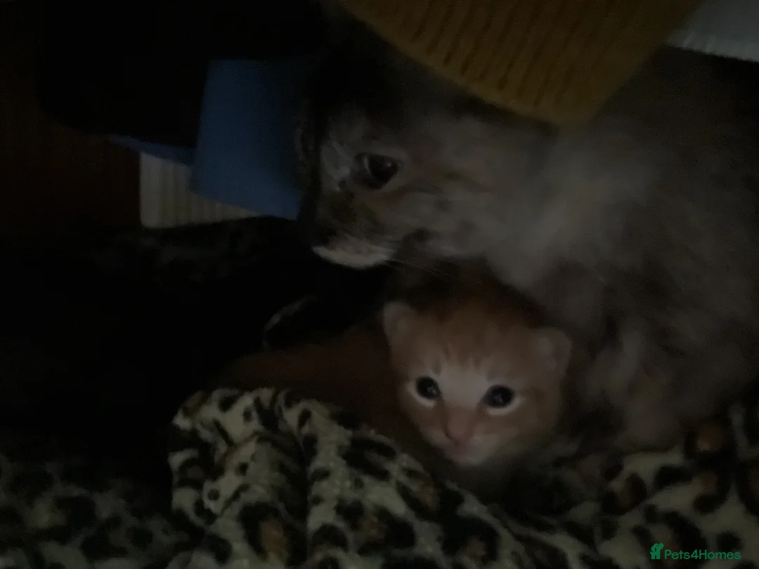 Mixed Breed cats for sale: 3 fluffy Rag doll x Cornish Rex male kittens - Advert 12