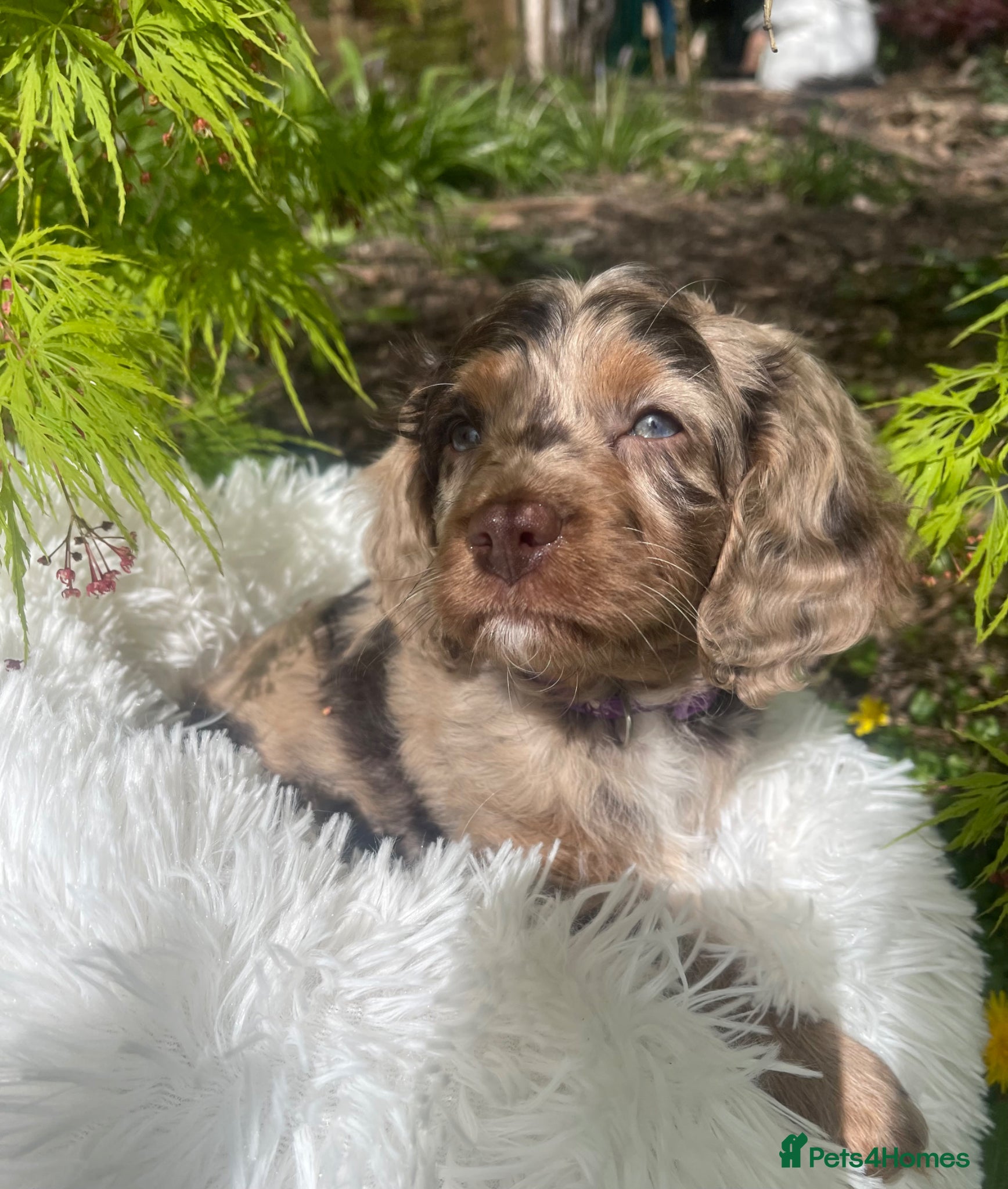 Cavapoo dogs Adorable baby girl Health tested Parents  - Advert 2