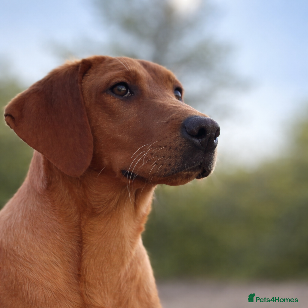 Labrador Retriever dogs Stunning 5 month old Female Labrador puppy KC reg  - Advert 7