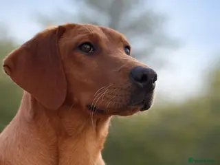 Labrador Retriever dogs Stunning 5 month old Female Labrador puppy KC reg - Advert 7