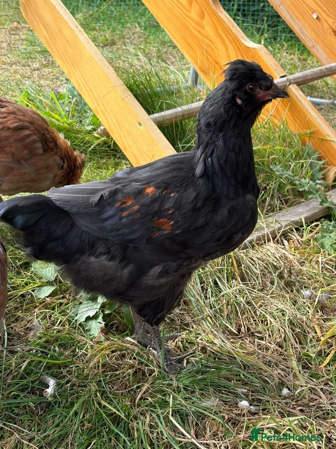Chickens poultry for sale: Easter egger chickens in Kelso - Advert 2