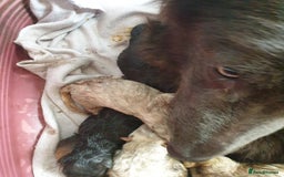 German Shepherd dogs for sale: German Shepherd pups ready end of August  - Image 29
