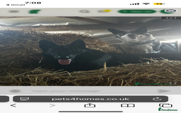 Cocker Spaniel dogs for sale: 3 beautiful dogs looking for new home  - Image 2