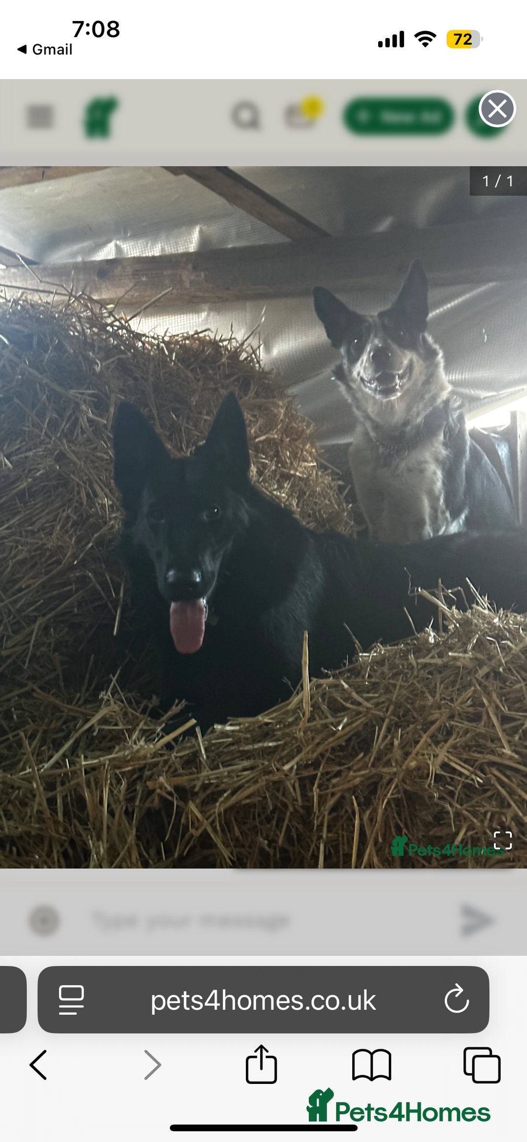 Cocker Spaniel dogs for sale: 3 beautiful dogs looking for new home  - Image 2