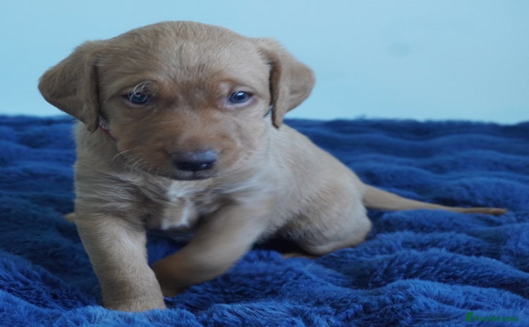Labrador Retriever dogs - Advert 1
