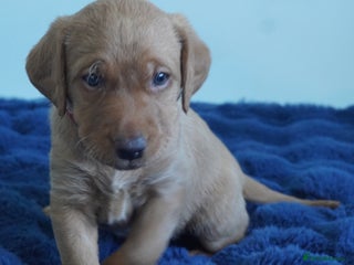 Labrador Retriever dogs - Advert 24