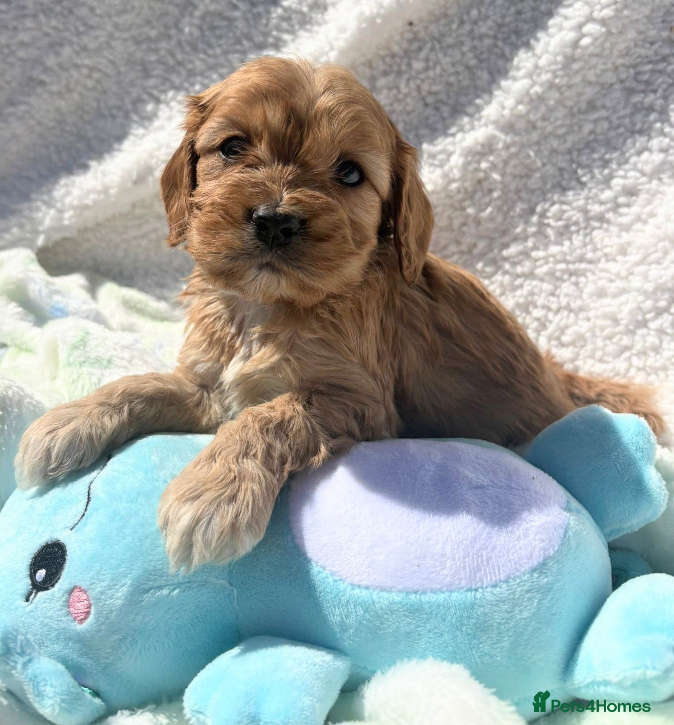 Cavapoo dogs Pretty CAVAPOO pups. Health tested parents - Advert 1