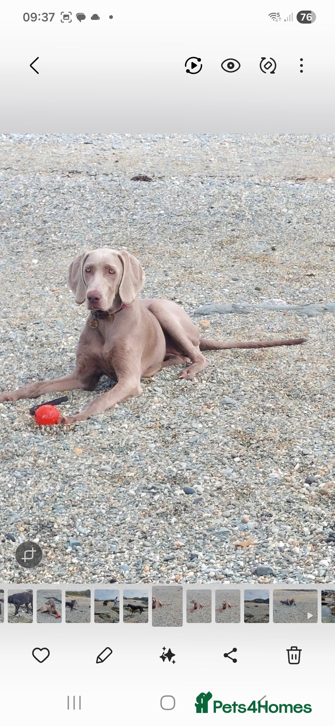 Weimaraner dogs for sale: Weimaraner KC Reg GUNALT CHAMPION BLOODLINE  - Advert 15