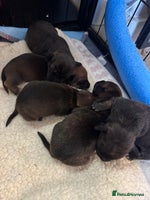 Mixed Breed dogs - Advert 12