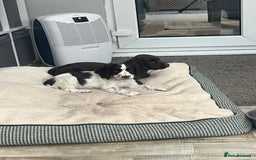 Cocker Spaniel dogs for sale: Working Cocker Spaniel Puppies  - Image 8