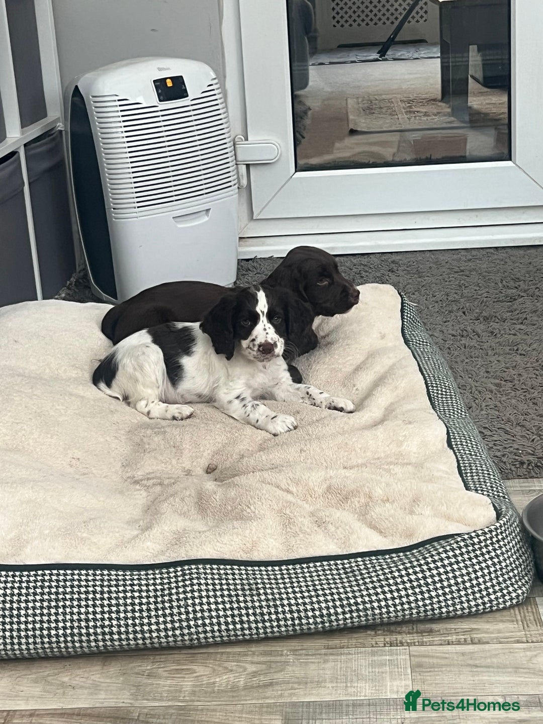 Cocker Spaniel dogs for sale: Working Cocker Spaniel Puppies  - Image 8