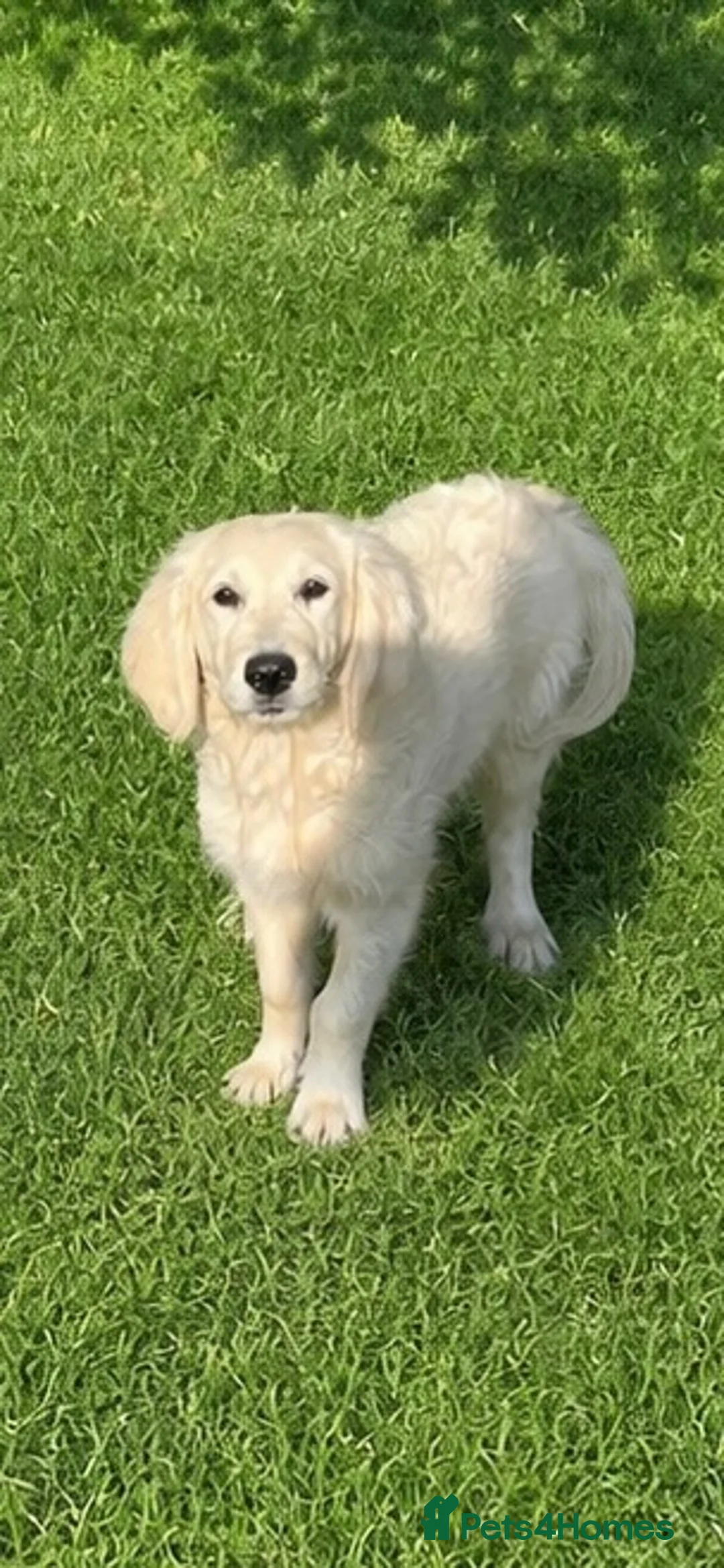 Goldendoodle dogs for sale: An Exceptional Litter Of  Golden doodles Ready Now - Advert 2