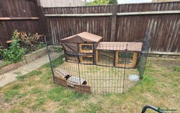 Guinea Pig rodents for sale: Moving House - Not with Piggies  - Image 7
