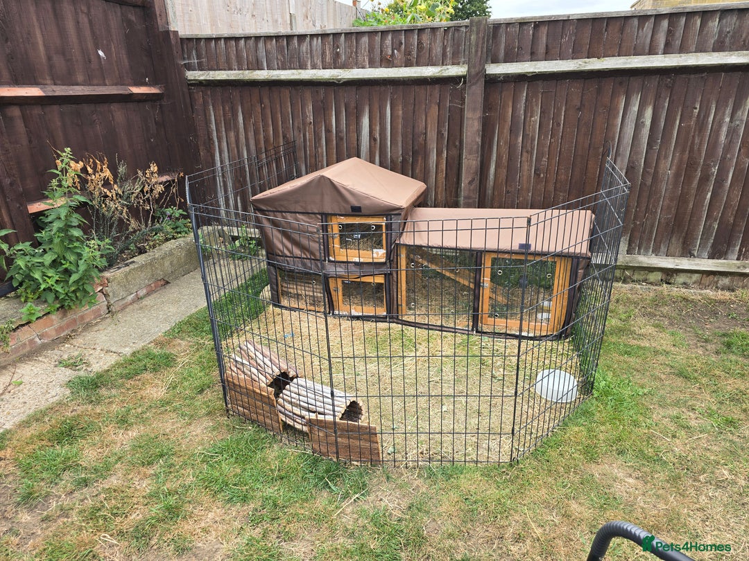 Guinea Pig rodents for sale: Moving House - Not with Piggies  - Image 7