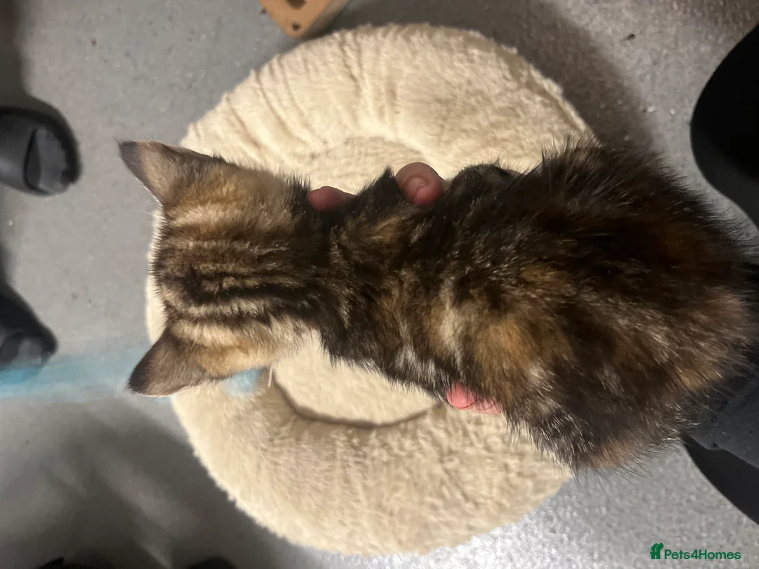 Mixed Breed cats for sale:  🐾 Stunning Mixed Tabby Kittens Available 🐾 - Advert 8
