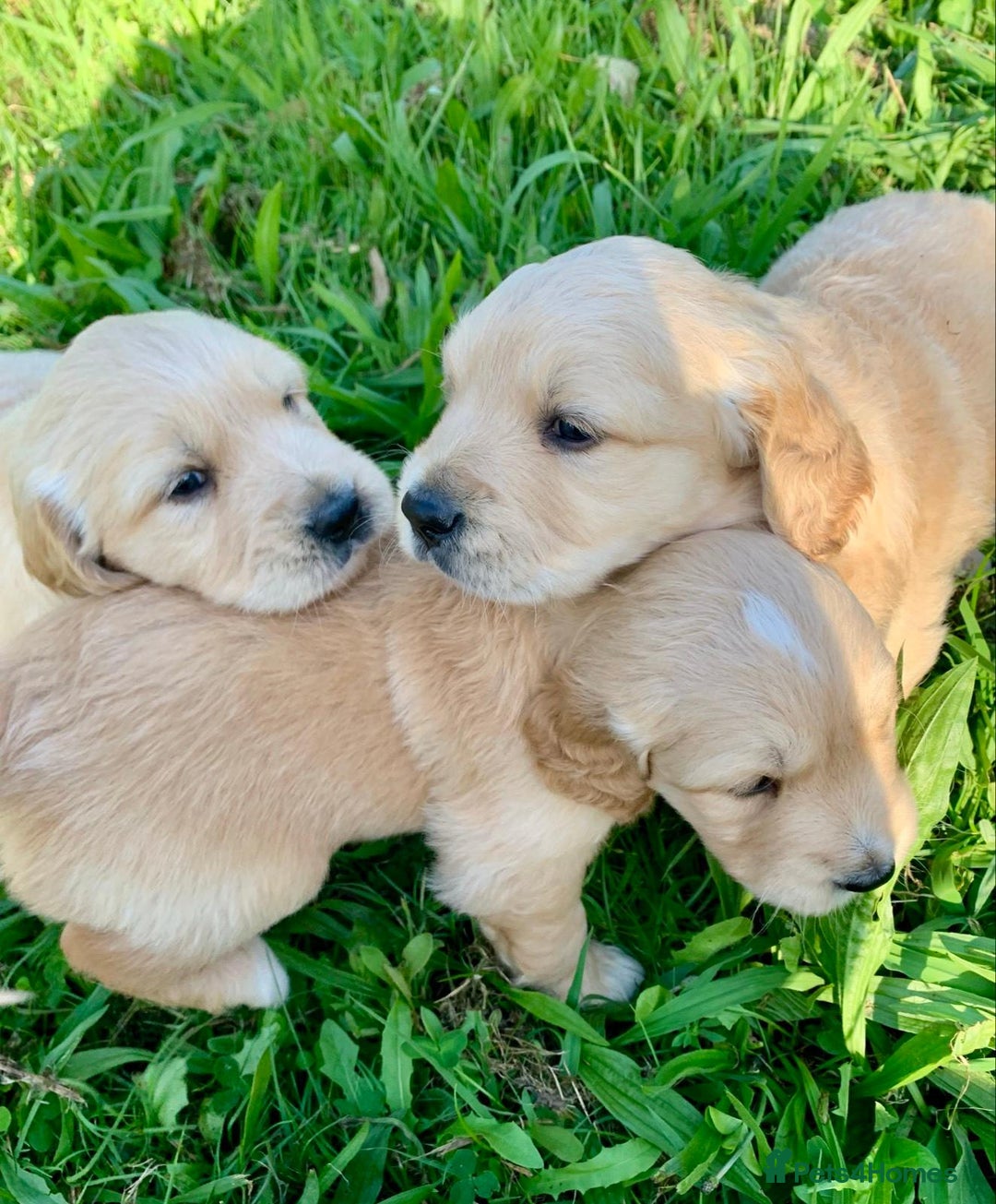 Golden Retriever dogs for sale: Welcome! Our Quality Golden Retriever Puppies - Advert 5