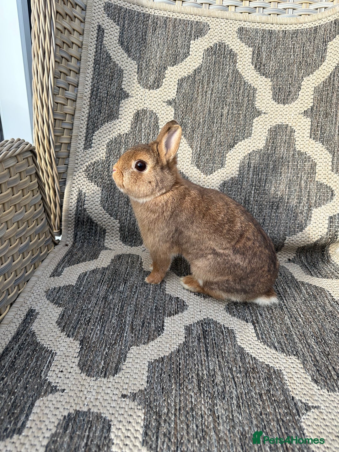 Netherland Dwarf rabbits for sale: Adult Netherlands dwarf doe. - Image 8