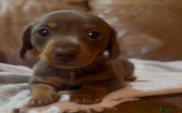Miniature Dachshund dogs for sale: Beautiful chocolate and tan female  - Advert 2