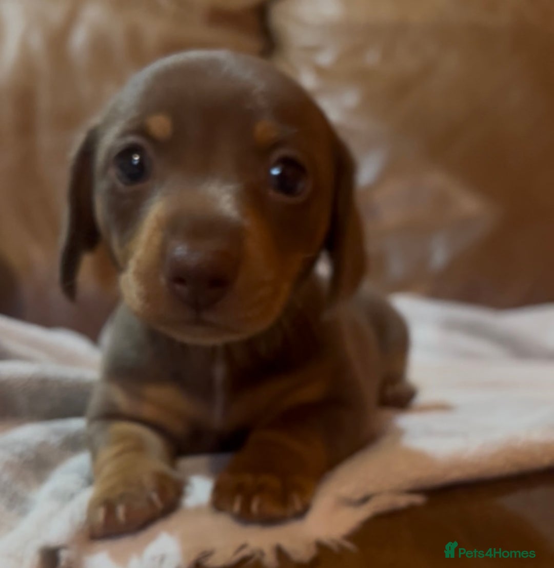 Miniature Dachshund dogs for sale: Beautiful chocolate and tan female  - Advert 2