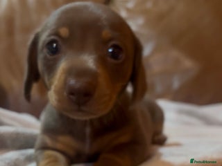 Miniature Dachshund dogs - Advert 5