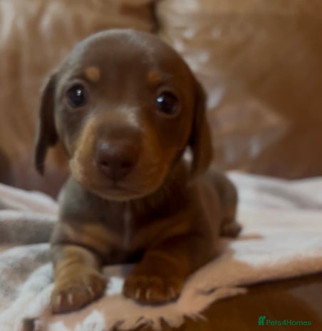 Miniature Dachshund dogs - Advert 4