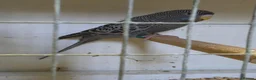 Budgerigars birds for sale: Beautiful Bf/bw & splits - Advert 4