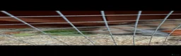 Dwarf Lop rabbits for sale: Two male rabbits FREE to a good home! - Advert 2