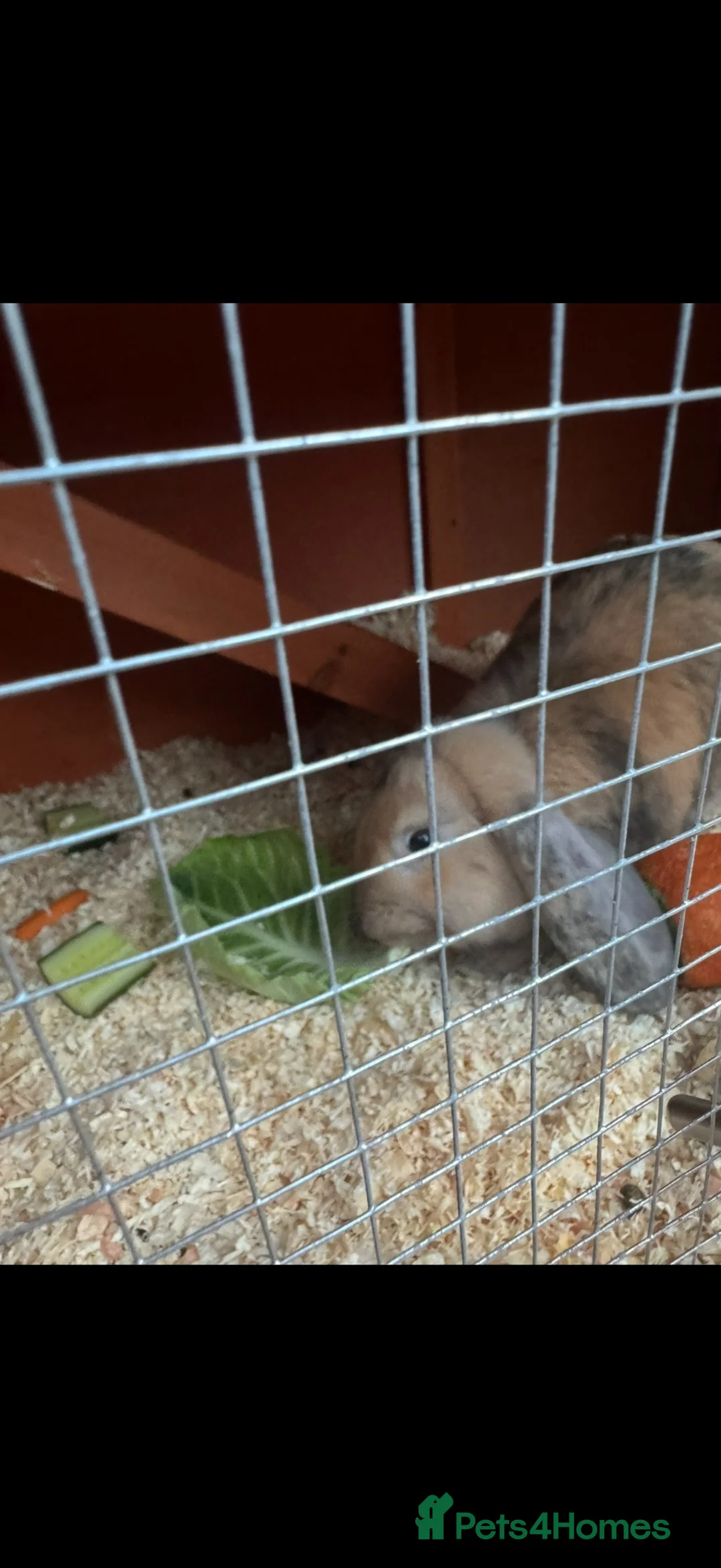 Dwarf Lop rabbits for sale: Two male rabbits FREE to a good home! - Advert 2