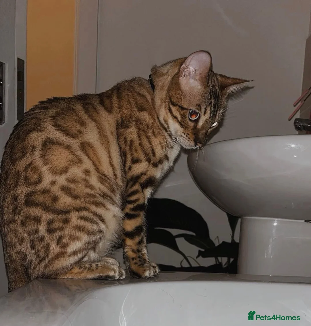 Bengal cats for sale: Glitter Snow Mink Boy - Advert 1