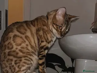 Bengal cats Glitter Snow Mink Boy - Advert 1