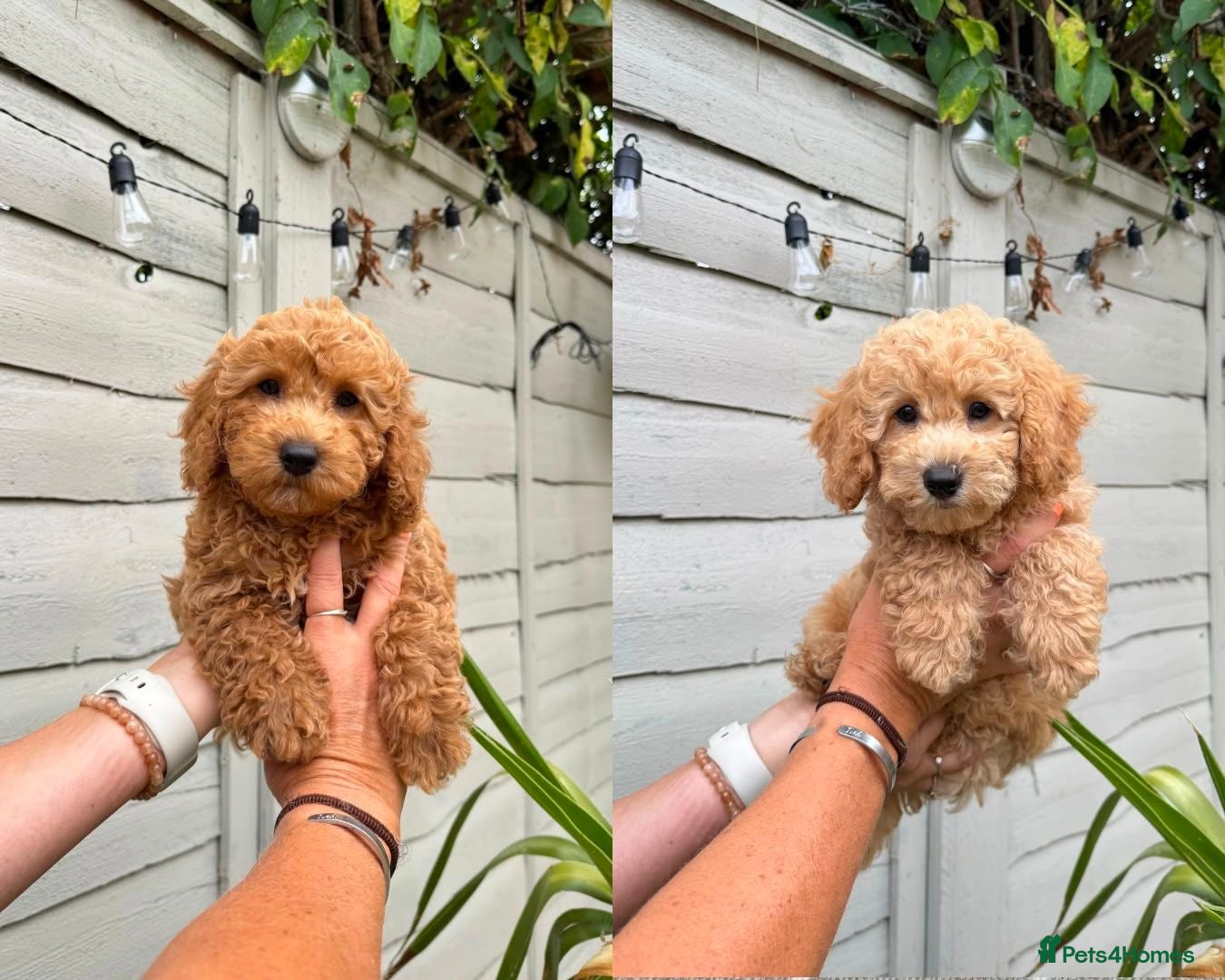 Cavapoo dogs 🐶 GORGEOUS BOYS READY NOW 🐶  - Advert 5