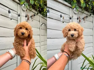 Cavapoo dogs 🐶 GORGEOUS BOYS READY NOW 🐶 - Advert 5