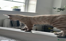 Bengal cats for sale: Bengal kitten (Tica Registered) - Image 11